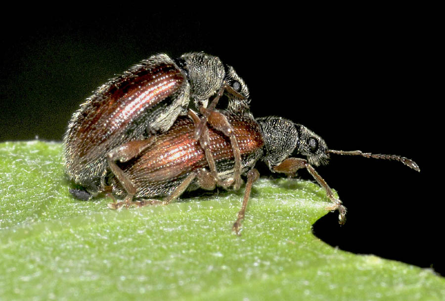 Coleottero da det.: Phyllobius oblongus